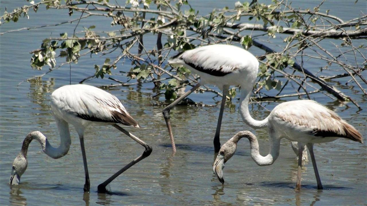 Paradise Ebro 2 Deltebre Εξωτερικό φωτογραφία
